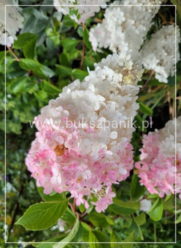 Hortensja bukietowa Renhy "VANILLE FRAISE" Hydrangea paniculata