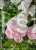 Hortensja bukietowa Renhy "VANILLE FRAISE" Hydrangea paniculata