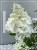 Hortensja bukietowa Renhy "VANILLE FRAISE" Hydrangea paniculata