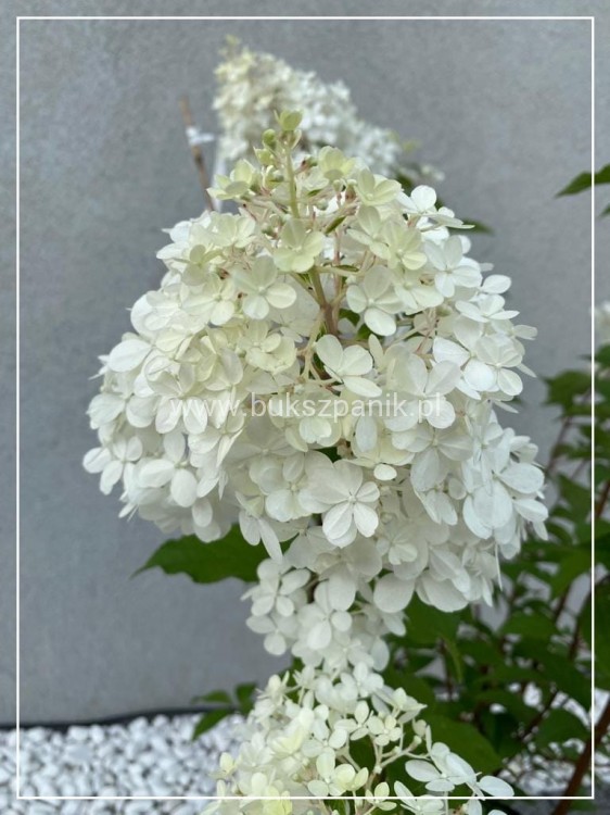 Hortensja bukietowa Renhy "VANILLE FRAISE" Hydrangea paniculata