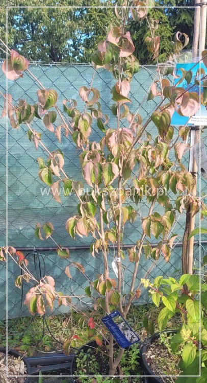 Dereń kousa CHINA GIRL - Cornus kousa C7,5l