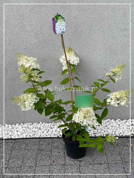 Hortensja bukietowa 'GRANDIFLORA'- Hydrangea paniculata