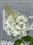 Hortensja bukietowa 'GRANDIFLORA'- Hydrangea paniculata