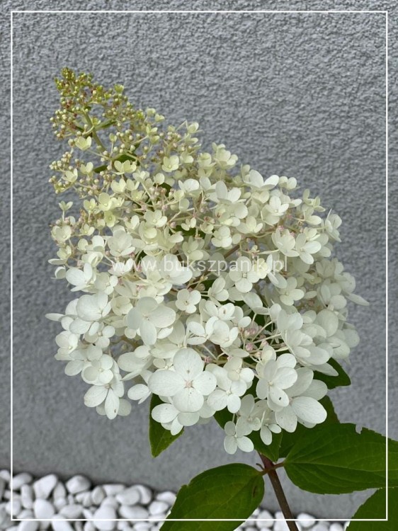 Hortensja bukietowa 'GRANDIFLORA'- Hydrangea paniculata