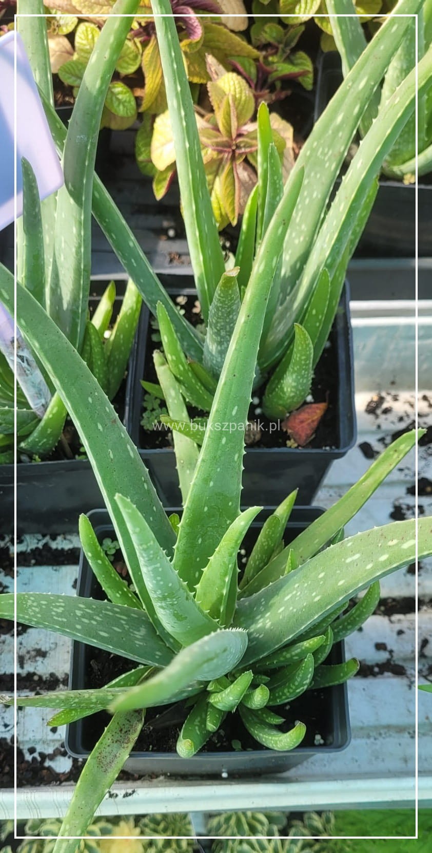 aloe essential oil Aloe Vera Jamaican Black Castor Oil 4oz