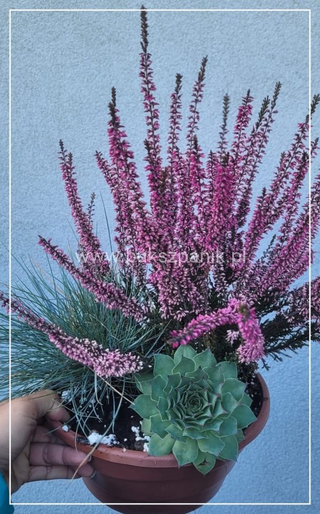 Wrzos- Calluna vulgaris