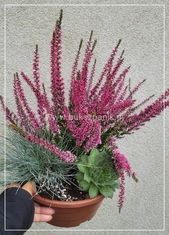 Wrzos- Calluna vulgaris