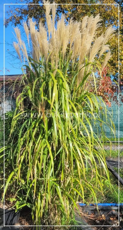 Miskant chiński GOLIATH - Miscanthus sinensis C5l