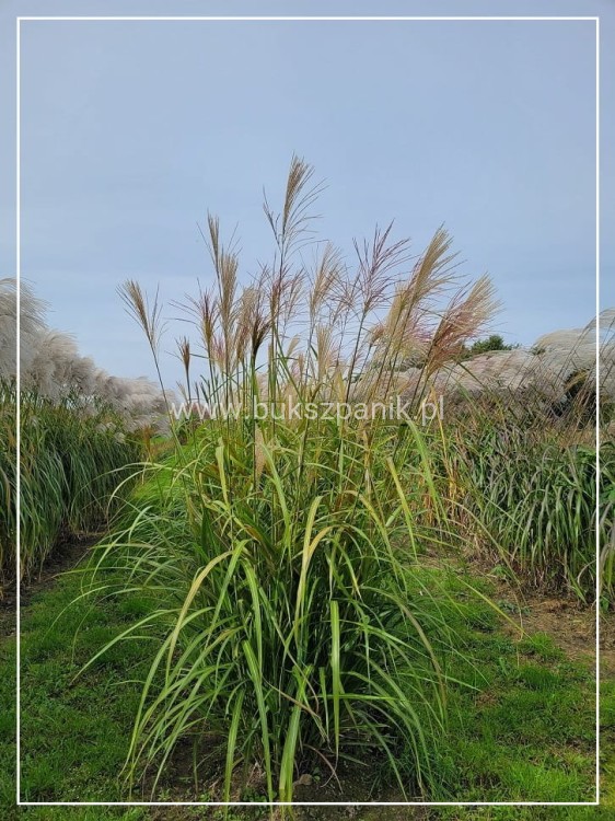 Miskant chiński GOLIATH - Miscanthus sinensis C5l