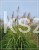 Miskant chiński GOLIATH - Miscanthus sinensis C5l