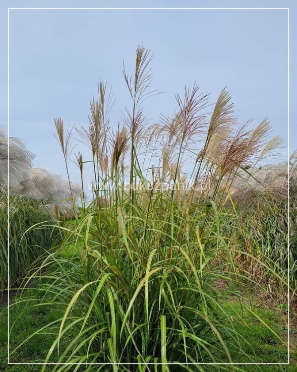 Miskant chiński GOLIATH - Miscanthus sinensis C5l