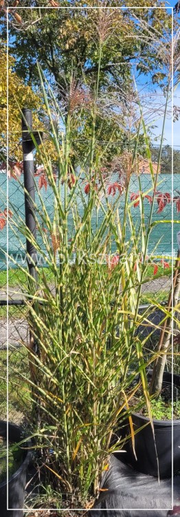 Miskant chiński Zebrinus C5l - Miscanthus sinensis