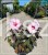 Hibiskus bylinowy/ bagienny SUMMERIFIC PERFECT STORM Hibiscus