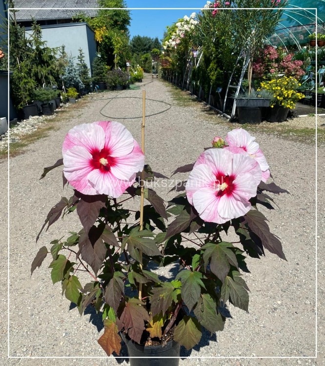 Hibiskus bylinowy/ bagienny SUMMERIFIC PERFECT STORM Hibiscus