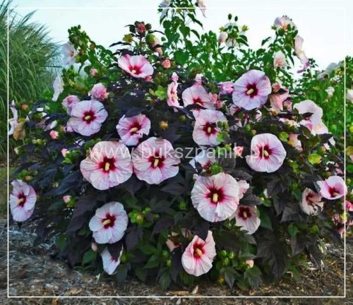Hibiskus bylinowy/ bagienny SUMMERIFIC PERFECT STORM Hibiscus