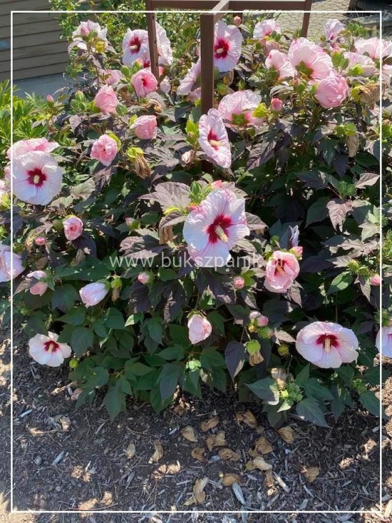 Hibiskus bylinowy/ bagienny SUMMERIFIC PERFECT STORM Hibiscus