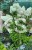 Hortensja bukietowa Renhy "VANILLE FRAISE"- Hydrangea paniculata