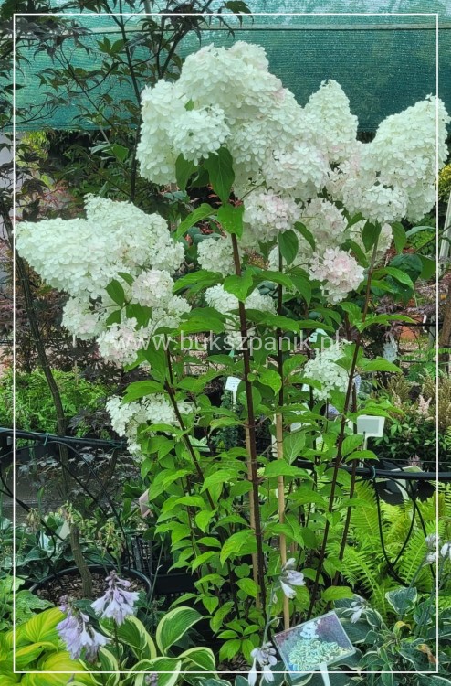 Hortensja bukietowa Renhy "VANILLE FRAISE"- Hydrangea paniculata