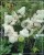 Hortensja bukietowa Renhy "VANILLE FRAISE"- Hydrangea paniculata