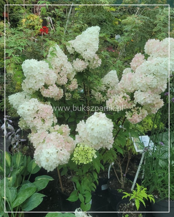 Hortensja bukietowa Renhy "VANILLE FRAISE"- Hydrangea paniculata