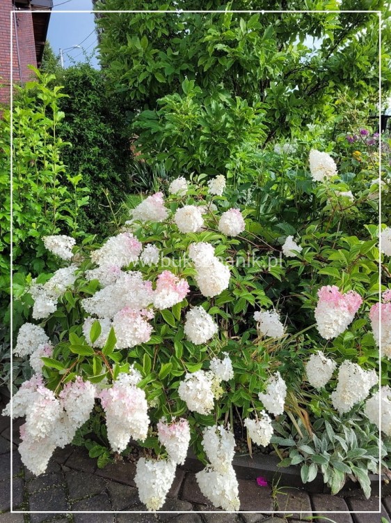 Hortensja bukietowa  Renhy 'VANILLE FRAISE'- Hydrangea paniculata C10