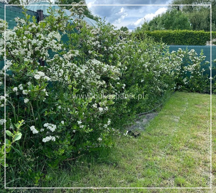 Ognik szkarłatny Soleil d'or - Pyracantha coccinea C3l