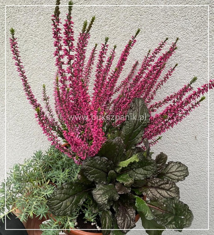 Wrzos- Calluna vulgaris
