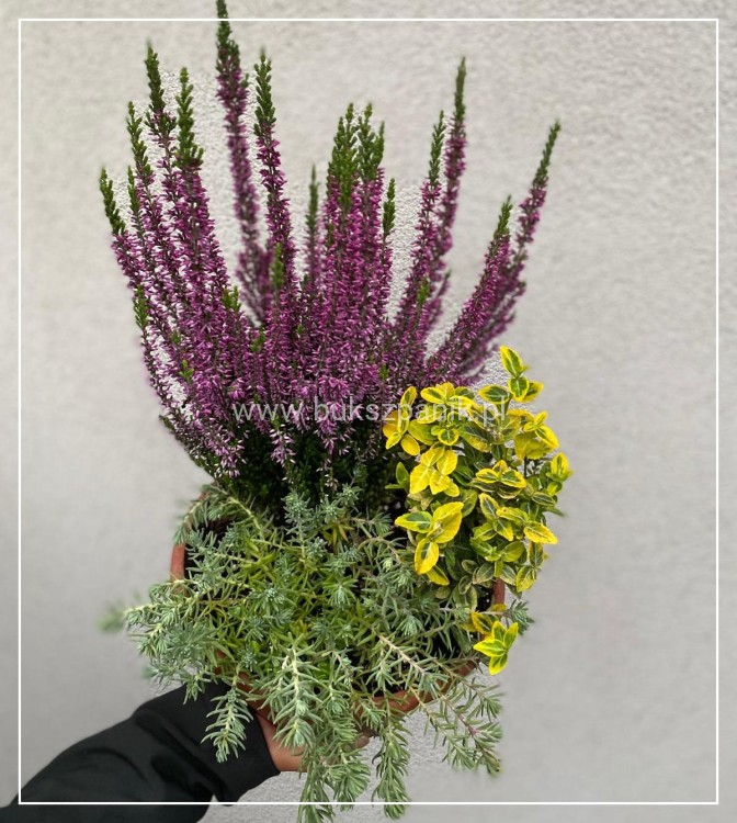 Wrzos- Calluna vulgaris