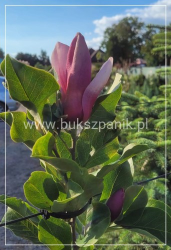 Magnolia March Till Frost