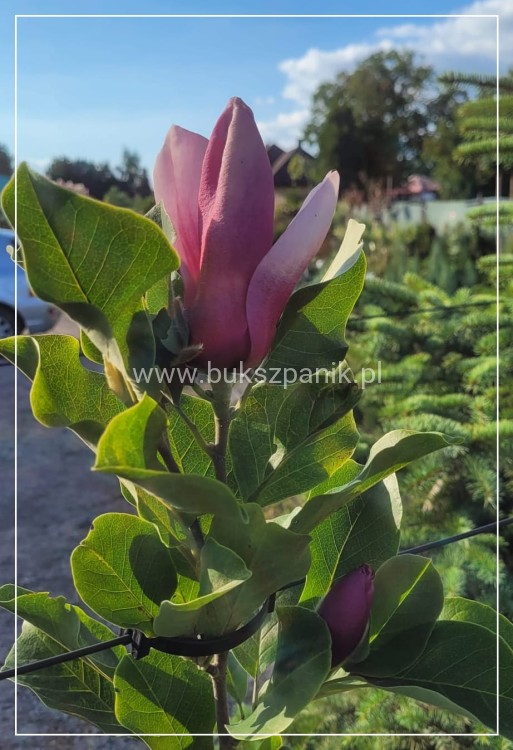 Magnolia March Till Frost