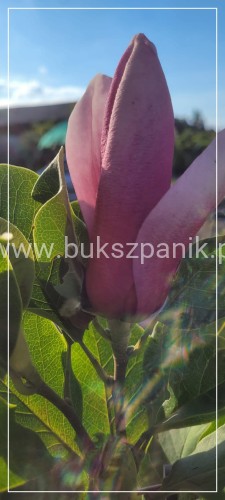 Magnolia March Till Frost
