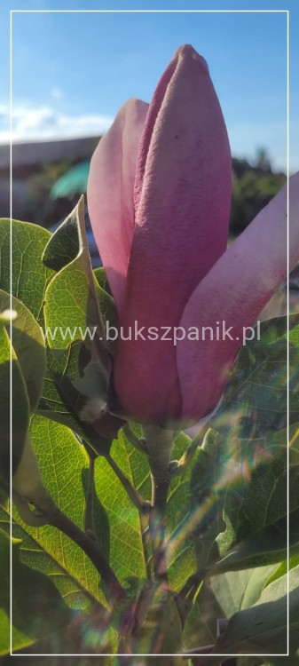 Magnolia March Till Frost
