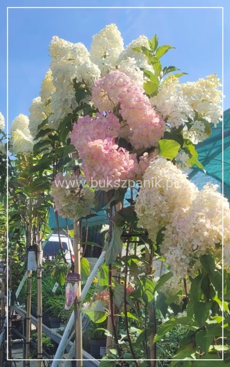 Hortensja bukietowa Sundae Fraise Pa 80-100
