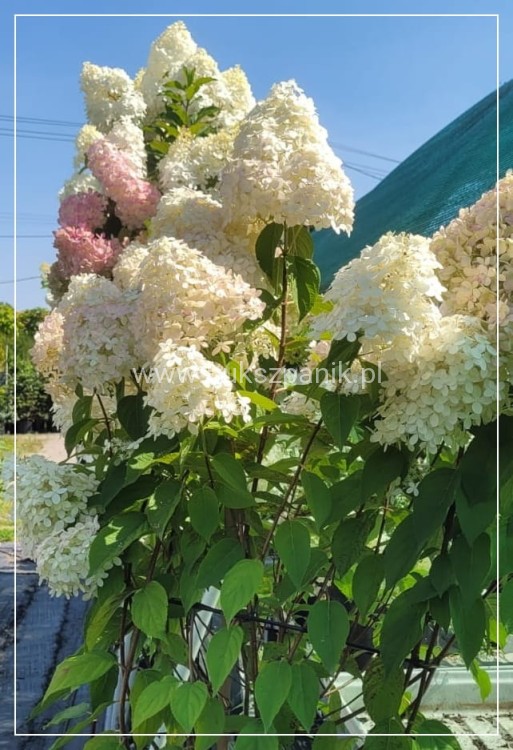 Hortensja bukietowa Sundae Fraise Pa 80-100