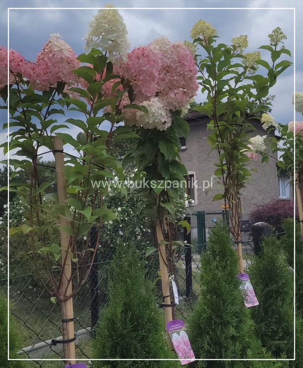 Hortensja bukietowa Sundae Fraise Pa 80-100 C10l