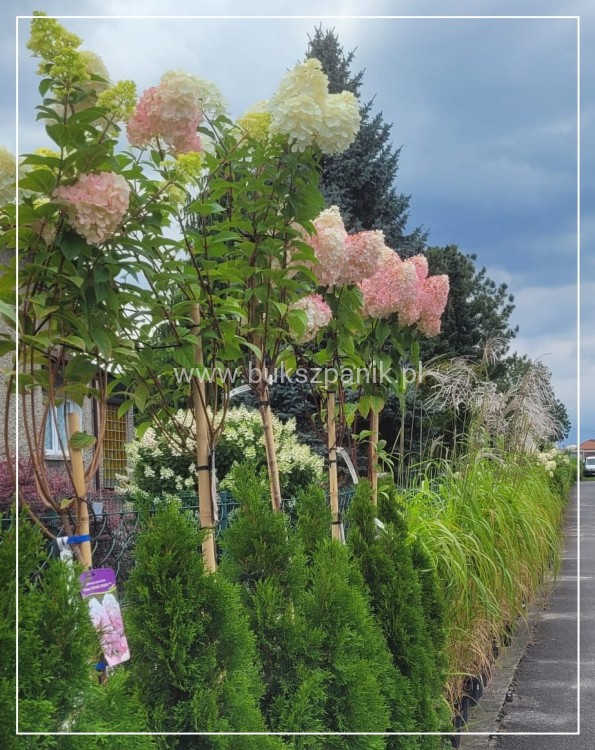 Hortensja bukietowa Sundae Fraise Pa 80-100 C10l