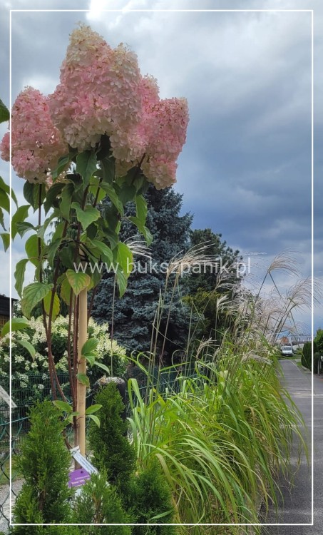 Hortensja bukietowa Sundae Fraise Pa 80-100 C10l