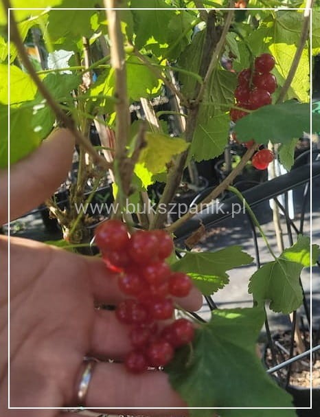 Porzeczka czerwona PA ROSETTA