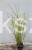 Miskant chiński Zebrinus C5l - Miscanthus sinensis