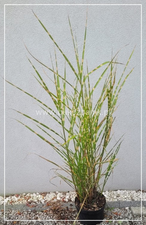 Miskant chiński Zebrinus C5l - Miscanthus sinensis