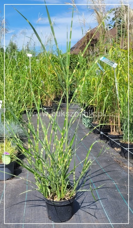 Miskant chiński Zebrinus C5l - Miscanthus sinensis