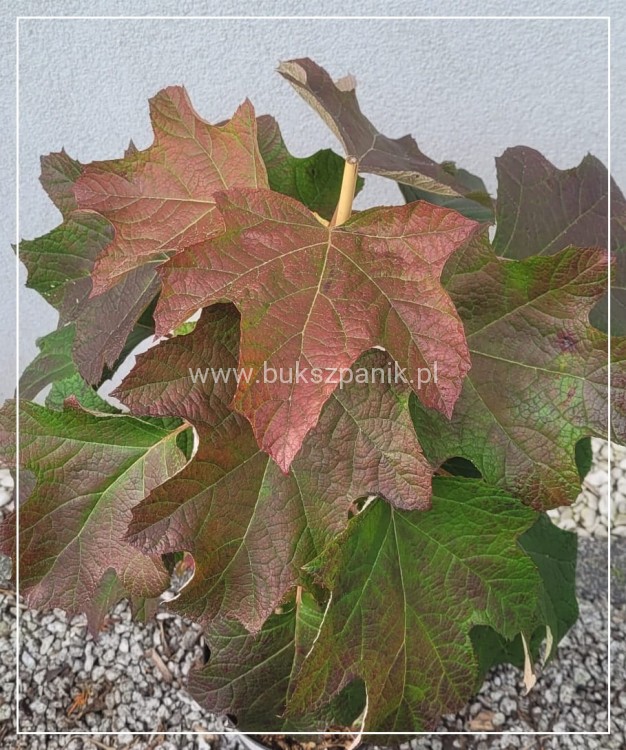 Hortensja dębolistna Snowflake - Hydrangea Quercifolia