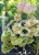 Hortensja bukietowa DIAMANTINO - Hydrangea paniculata C5