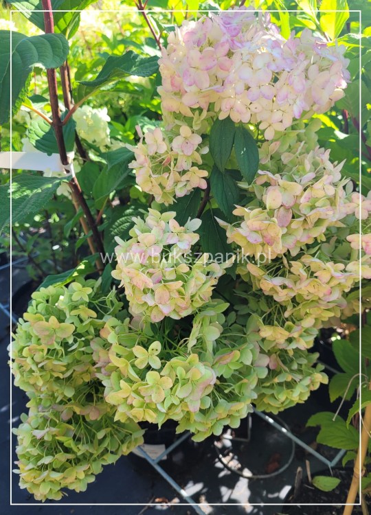 Hortensja bukietowa DIAMANTINO - Hydrangea paniculata C5