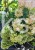 Hortensja bukietowa DIAMANTINO - Hydrangea paniculata C5