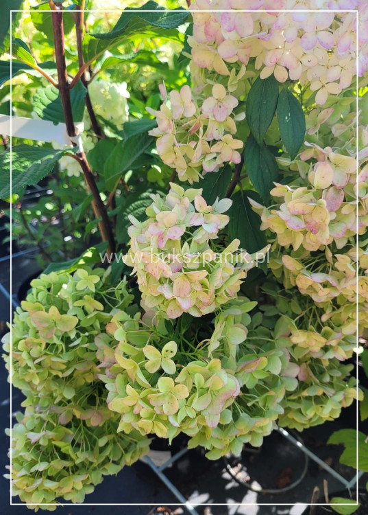 Hortensja bukietowa DIAMANTINO - Hydrangea paniculata C5