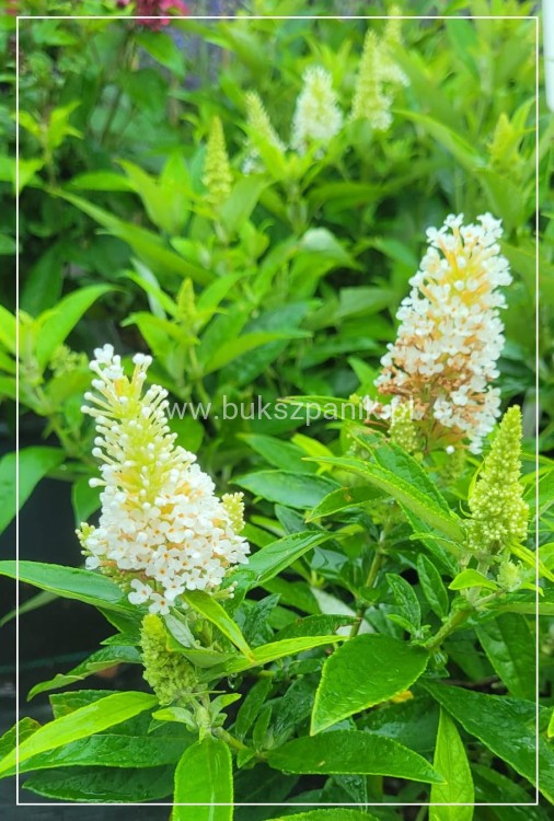 Budleja Dawida BUTTERFLY CANDY LITTLE WHITE