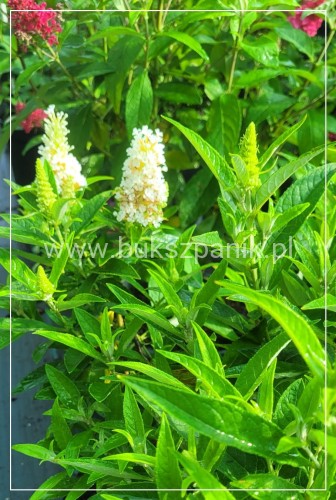 Budleja Dawida BUTTERFLY CANDY LITTLE WHITE