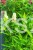 Budleja Dawida BUTTERFLY CANDY LITTLE WHITE