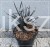 Konwalnik płaskopędowy NIGER - Ophiopogon planiscapus
